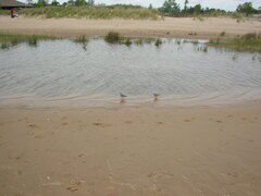 Calidris canutus