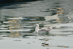 Larus cachinnans