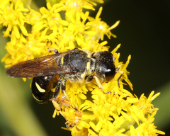 Ectemnius