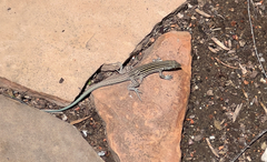 Aspidoscelis neomexicanus