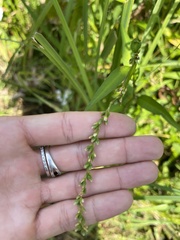 Persicaria hydropiper
