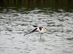 Recurvirostra americana