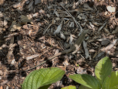 Aspidoscelis neomexicanus