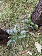 Corynocarpus laevigatus