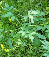 Agrimonia striata