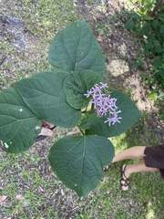 Clerodendrum bungei