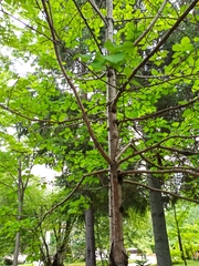 Crataegus chlorosarca