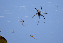 Trichonephila fenestrata