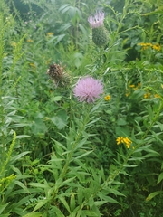 Cirsium discolor