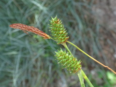 Carex extensa