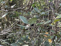 Beilschmiedia tarairi