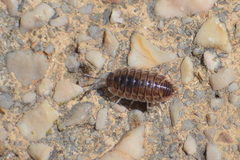 Porcellio obsoletus