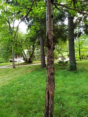 Crataegus chlorosarca