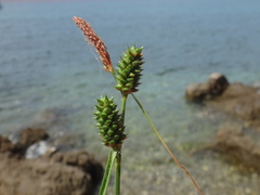 Carex extensa