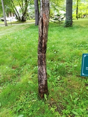 Crataegus chlorosarca