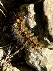 Acronicta euphorbiae