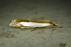Crambus watsonellus
