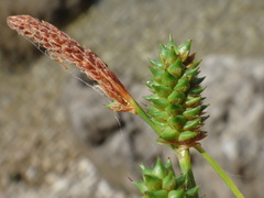 Carex extensa