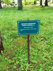 Crataegus chlorosarca