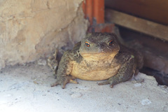 Bufo spinosus