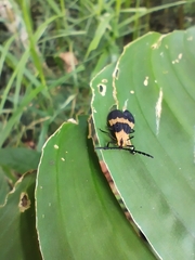 Calopteron