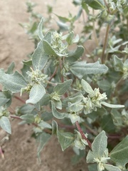Atriplex laciniata