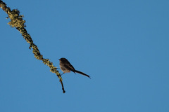 Aegithalos caudatus