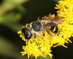 Ectemnius
