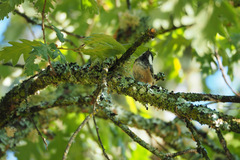 Periparus ater