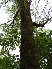 Ulmus davidiana japonica