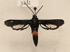 Synanthedon exitiosa