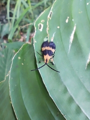 Calopteron