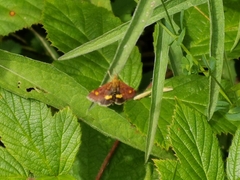 Pyrausta aurata
