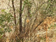Daucus carota