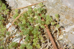 Sedum acre