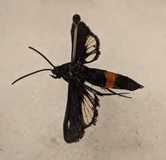 Synanthedon exitiosa