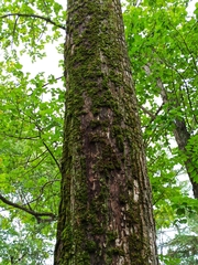 Ulmus davidiana japonica
