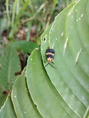 Calopteron