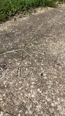 Digitaria sanguinalis