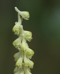 Aconitum barbatum