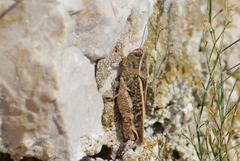 Calliptamus italicus