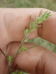 Corispermum hyssopifolium