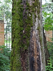 Ulmus davidiana japonica