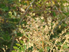 Andryala integrifolia
