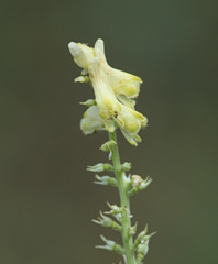 Aconitum barbatum