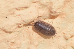 Porcellio obsoletus