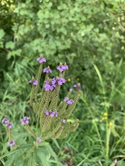 Verbena