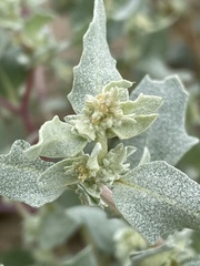 Atriplex laciniata