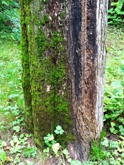 Ulmus davidiana japonica