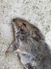 Apodemus sylvaticus